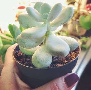 Meet your Posher, Brittany